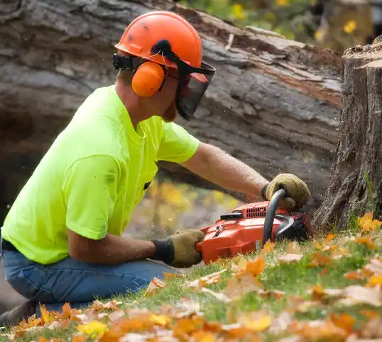 tree services Galesville